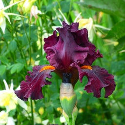 Infrared Bearded Iris, Iris germanica Infrared