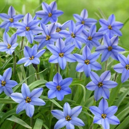 Blue Ipheion uniflorum Bulbs Jessie, Ipheion uniflorum, Spring Starflower Jessie