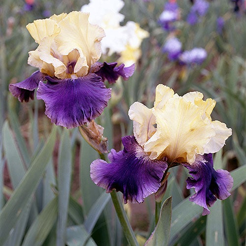 Jurassic Park Bearded Iris