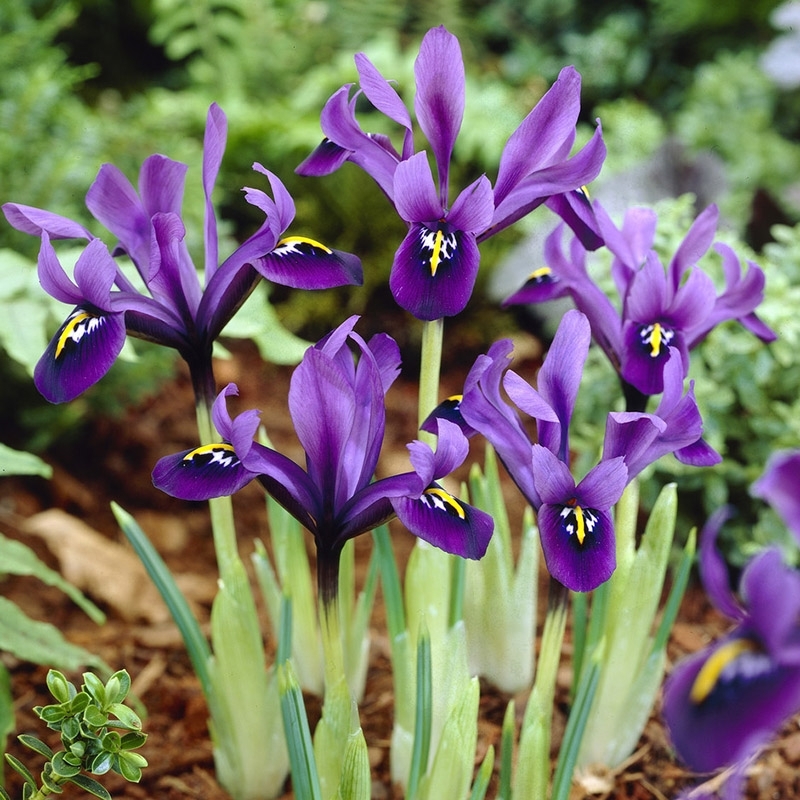 George Specie Iris (Mini Iris)