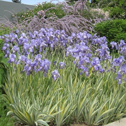 Iris pallida Variegata Silver