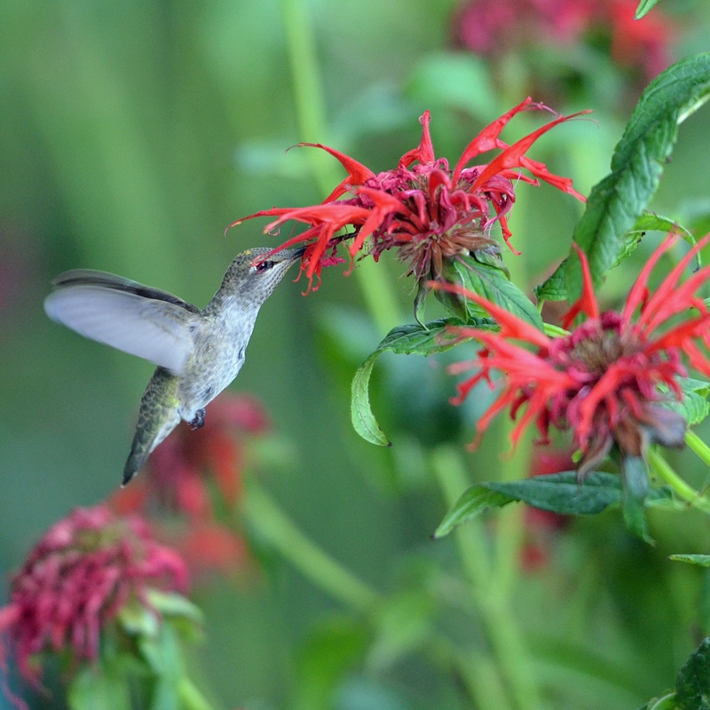 Hummingbird & Butterfly Attracting Collection For The East & Midwest
