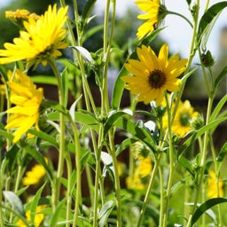 Yellow Helianthus maximiliana Dakota Sunshine, Helianthus maximiliana Dakota Sunshine, Dakota Sunshine Maximilian's Sunflower