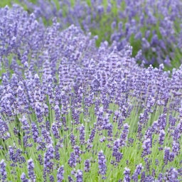 Lavandula angustifolia 'Royal Velvet' (English Lavender)