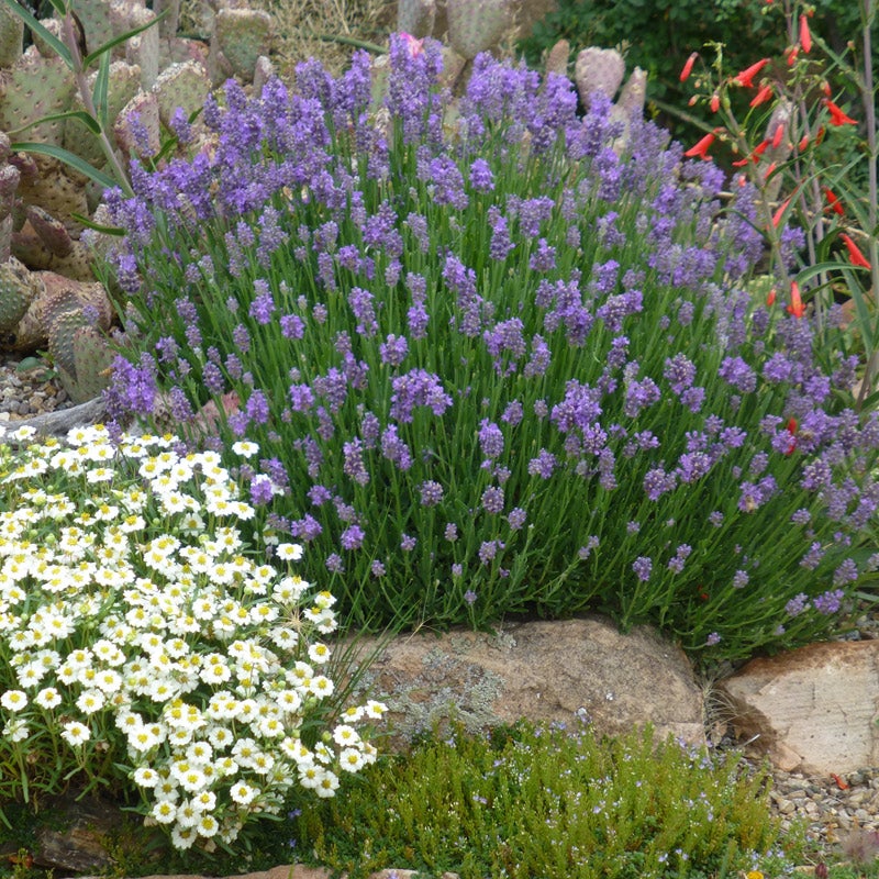 Lavandula angustifolia 'Wee One', Wee One Dwarf English Lavender with Melampodium