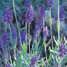 Lavandula angustifolia Mitcham Gray Lavender