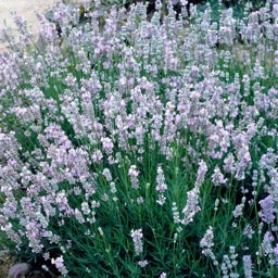 Provence French Lavender