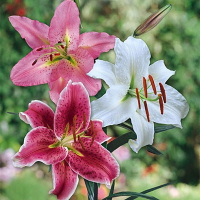 Best of the Best Oriental Lily Mix