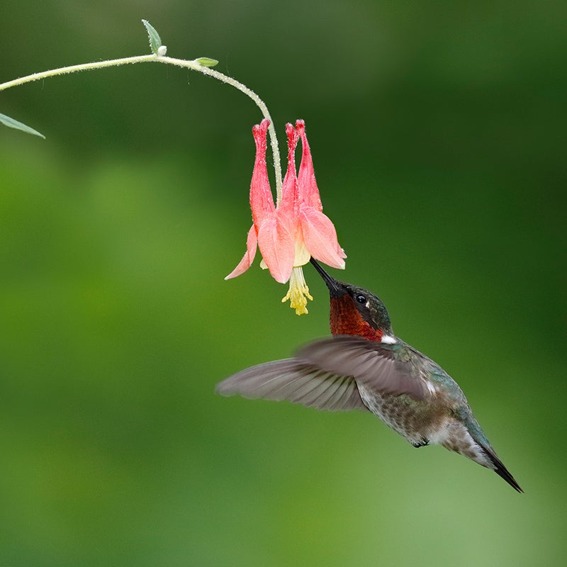Hummingbird feeding from Aquilegia canadensis Little Lanterns Columbine
