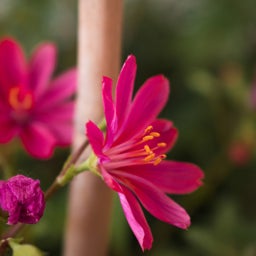 Little Raspberry Lewisia, close up of flower