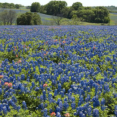 Texas Bluebonnet Seeds
