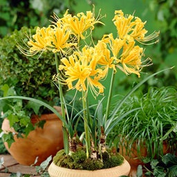 Yellow Spider Lily Bulbs, Lycoris aurea