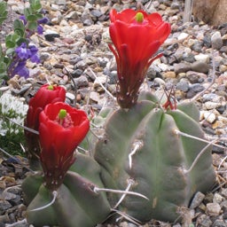 Manzano Mountains Strain Hedgehog Cactus, Echinocereus triglochidiatus Manzano Mts., growing in rock garden with red flowers