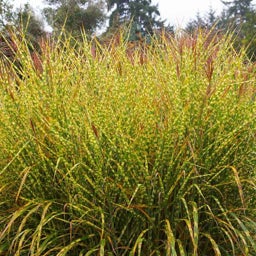 Gold Breeze Zebra Grass, Miscanthus sinensis Gold Breeze