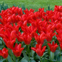 Red Emperor Tulip Bulbs, Tulipa fosteriana Red