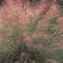 Muhlenbergia capillaris Regal Mist, Regal Mist Muhly Grass