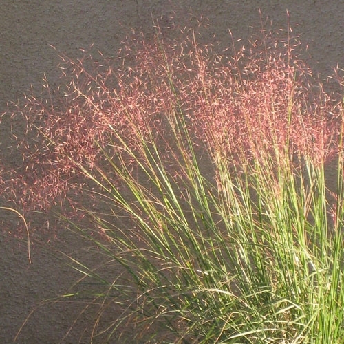 Muhlenbergia reverchonii, Undaunted Ruby Muhly Grass