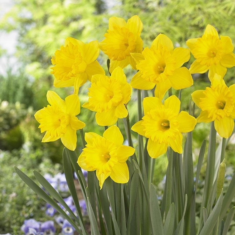 Dutch Master Daffodil (Narcissus)