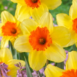 Large Cupped Daffodil Bulbs Fortissimo
