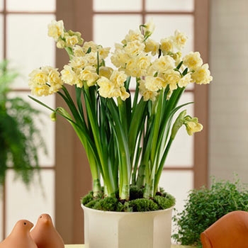 Erlicheer Paperwhite (Indoor Daffodils)