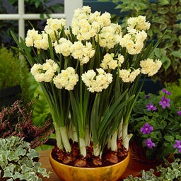 Erlicheer Paperwhite (Indoor Daffodils)