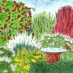 Native Mid-Atlantic Songbird Pre-Planned Garden Illustration