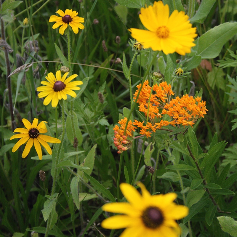 Native Southeast Wildflower Seed Mix