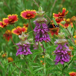 Native Southeast Wildflower Seed Mix