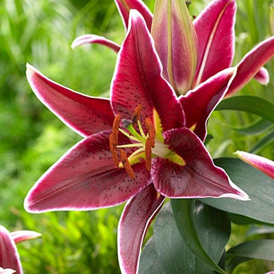 Magny Course Oriental Lily
