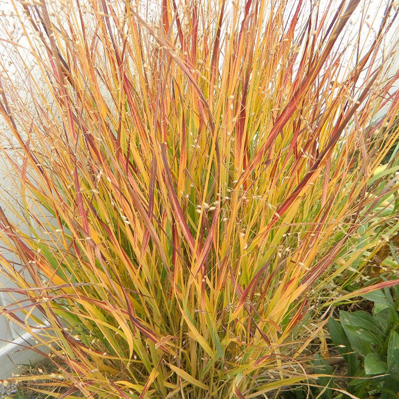 Fall Color Panicum virgatum Ruby Ribbons, Ruby Ribbons Prairie Switch Grass 