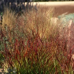 Panicum virgatum Shenandoah (Shenandoah Switch Grass)