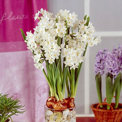 Inbal Paperwhite (Indoor Daffodils)