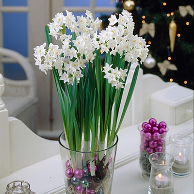 Ziva Paperwhite (Indoor Daffodils)