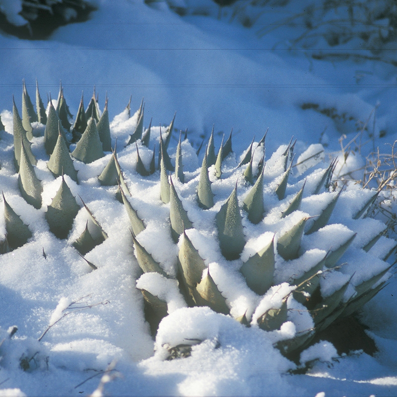 Parry's Century Plant, snow covered