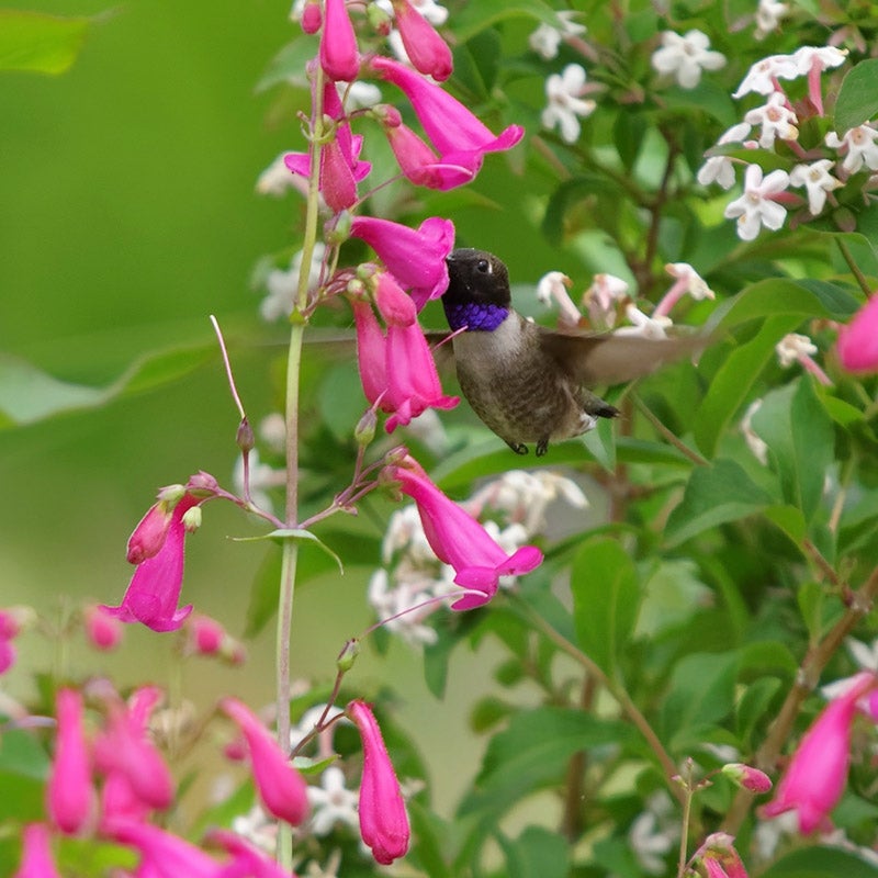 Penstemon pseudospectabilis Coconino County with Black Chinned Hummingbird Courtesy of Emmis Oure