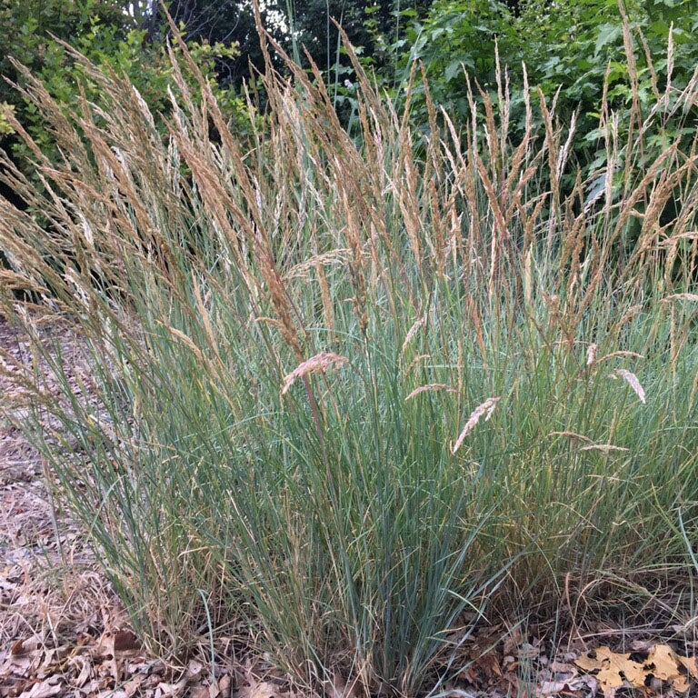 Mini Oat Grass, Poa secunda v. juncifolia, photo courtesy of Perennial Favorites