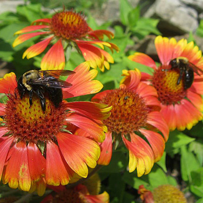 Pollinator Wildflower Seed Mix