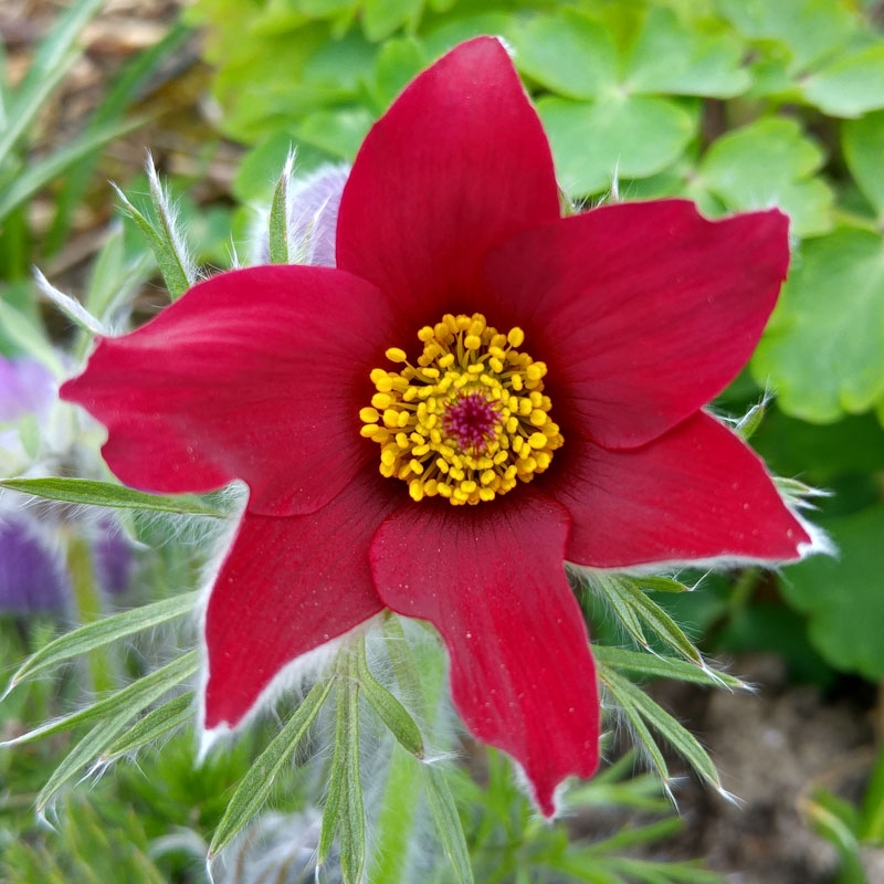 Pulsatilla vulgaris Rote Glocke, Red Bells Pasque Flower