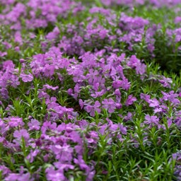 Purple Beauty Creeping Phlox, Phlox subulata Purple Beauty with purple flowers
