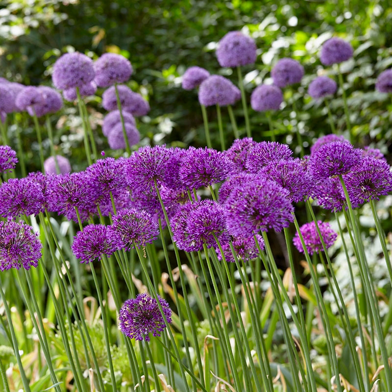 Purple Sensation Ornamental Onion, Allium aflatunense Purple Sensation