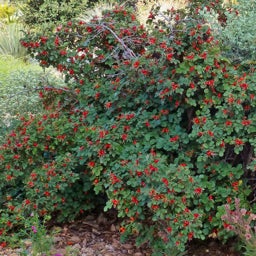 Rosa pulverulenta Pine Scented Rose bush
