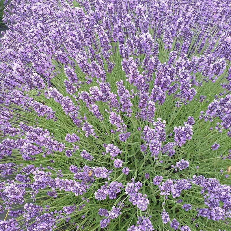 Lavandula angustifolia 'Royal Velvet', Royal Velvet English Lavender