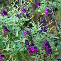 Salvia hybrid WWG001 FlowerKisser™ Dark Shadows