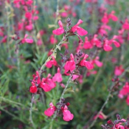 Salvia greggii WWG003 FlowerKisser™ Coral-Pink Sage