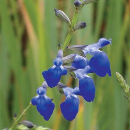 Blue Salvia reptans, Salvia reptans, West Texas Grass Sage