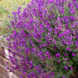 Ultra Violet Salvia