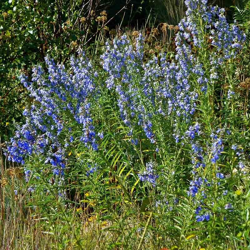 Prairie Sage, Salvia azurea