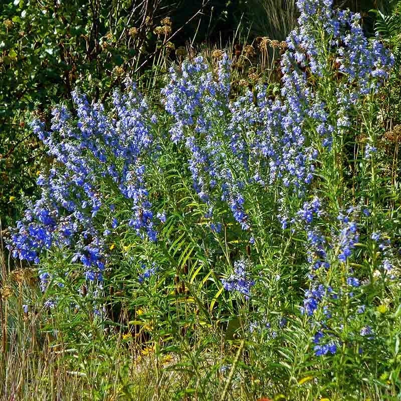 Prairie Sage, Salvia azurea