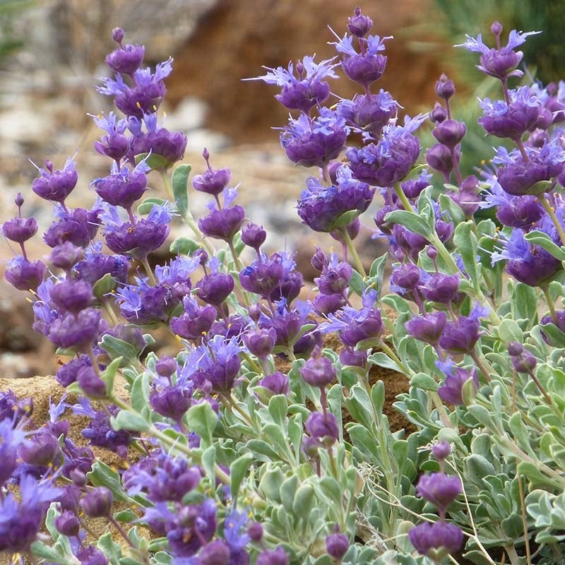 Blue and Purple Salvia dorrii Desert Purple Sage, Salvia dorrii Desert Purple Sage, Desert Purple Sage