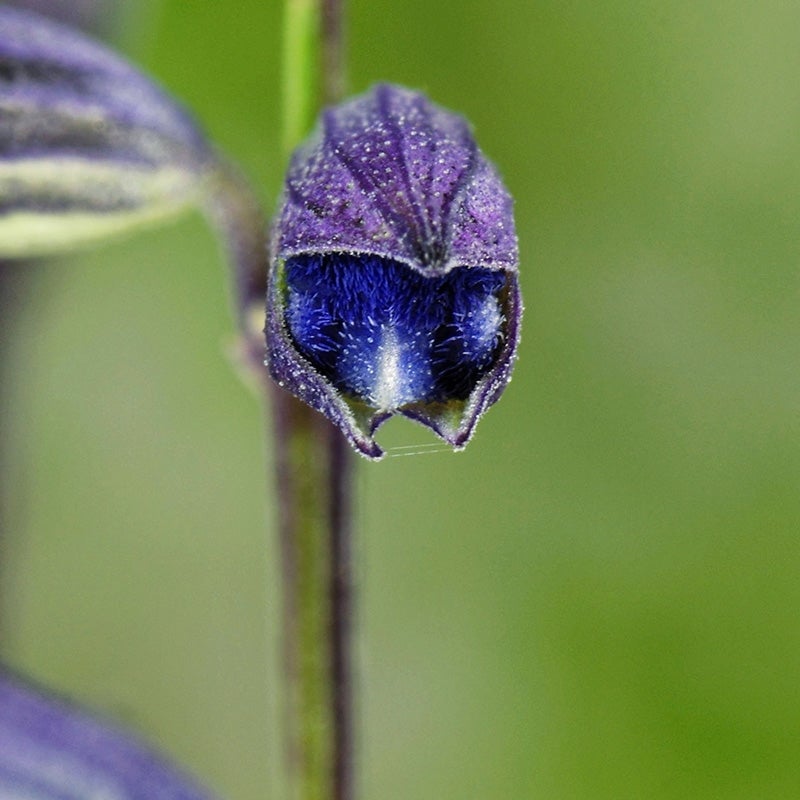 Salvia reptans close up bud Image courtesy of Emmis Oure